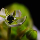 Riesen-Chincherinchee oder Großer Milchstern