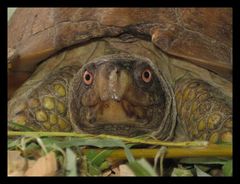 Riesen Dosenschildkröte