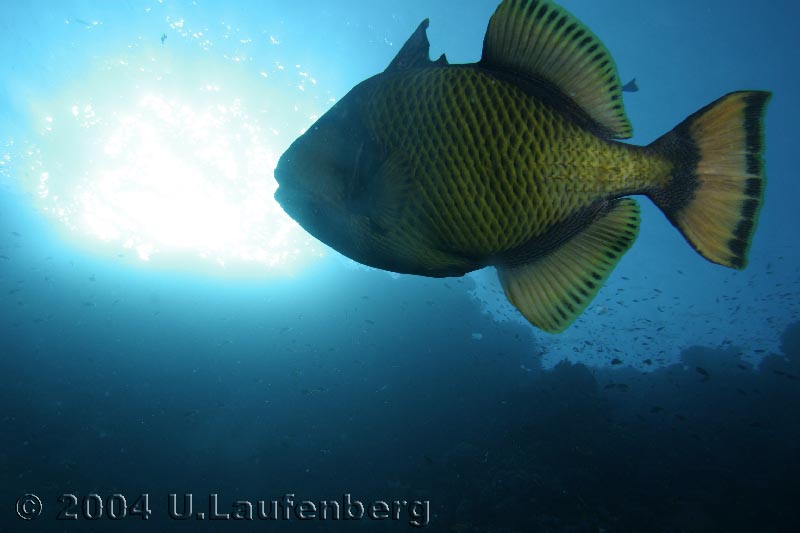 Riesen-Drücker, Jackfish Alley,Ras Mo, Red Sea Egypt 10/2004