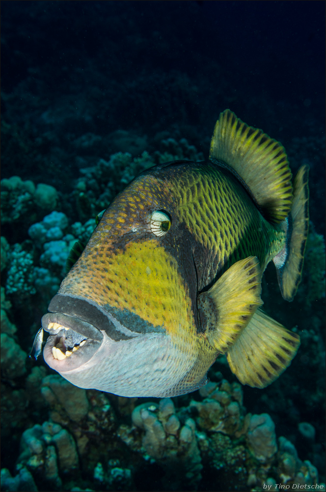 Riesen-Drückerfisch