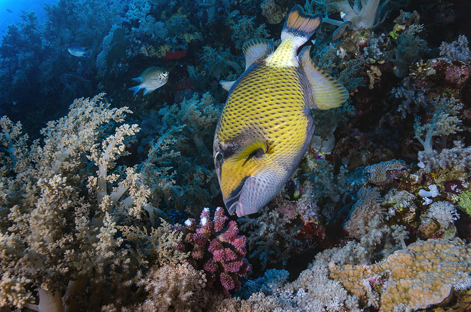 Riesen-Drückerfisch (Balistoides viridescens) bei der Arbeit