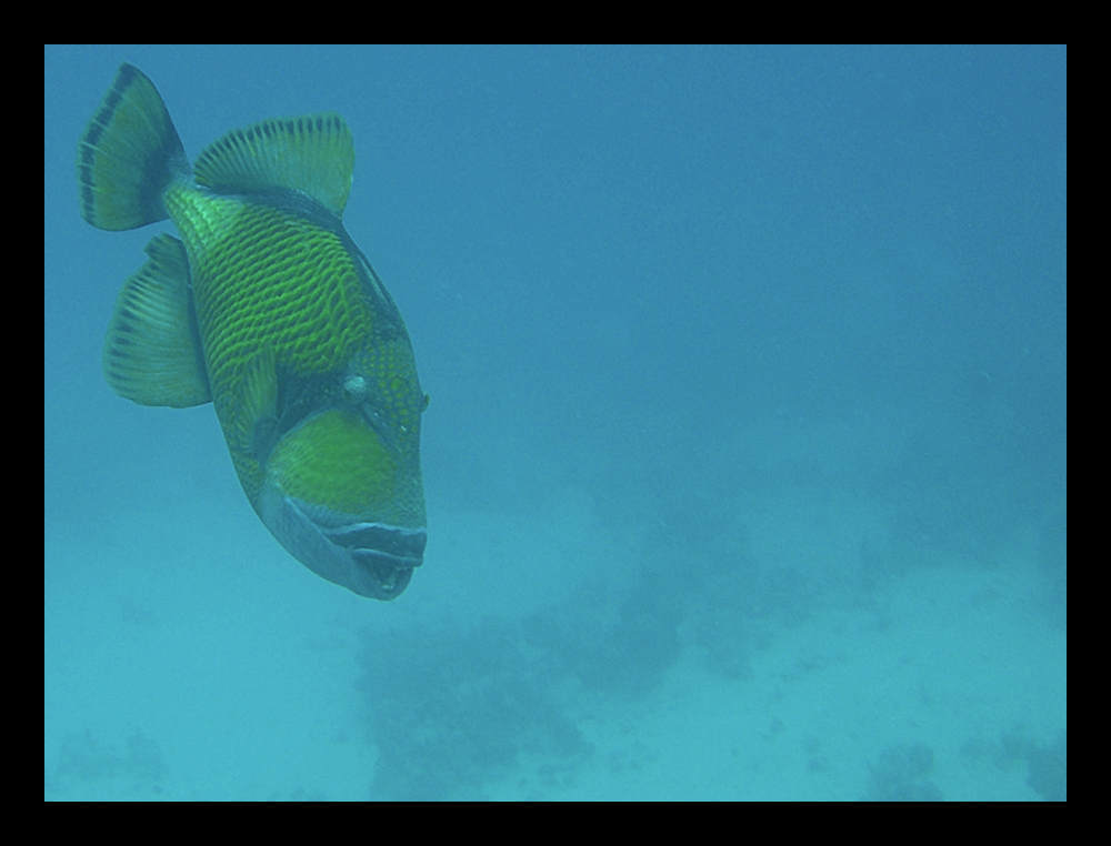 RiesenDrückerfisch (Balistoides viridescens) Foto & Bild tiere