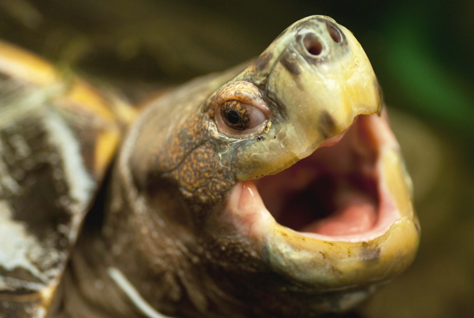 Riesen-Erdschildkröte - zoologisch gesehen ein wenig bekanntes Wesen