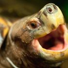 Riesen-Erdschildkröte - zoologisch gesehen ein wenig bekanntes Wesen