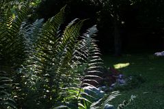 Riesen Farn in meinem Garten mit Gegenlicht