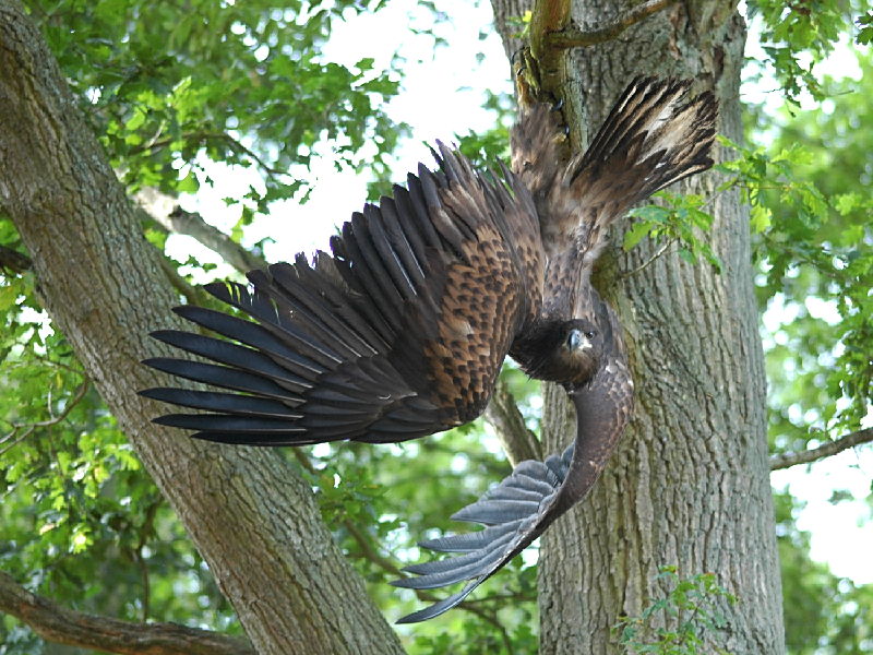 Riesen-Fledermaus oder.....