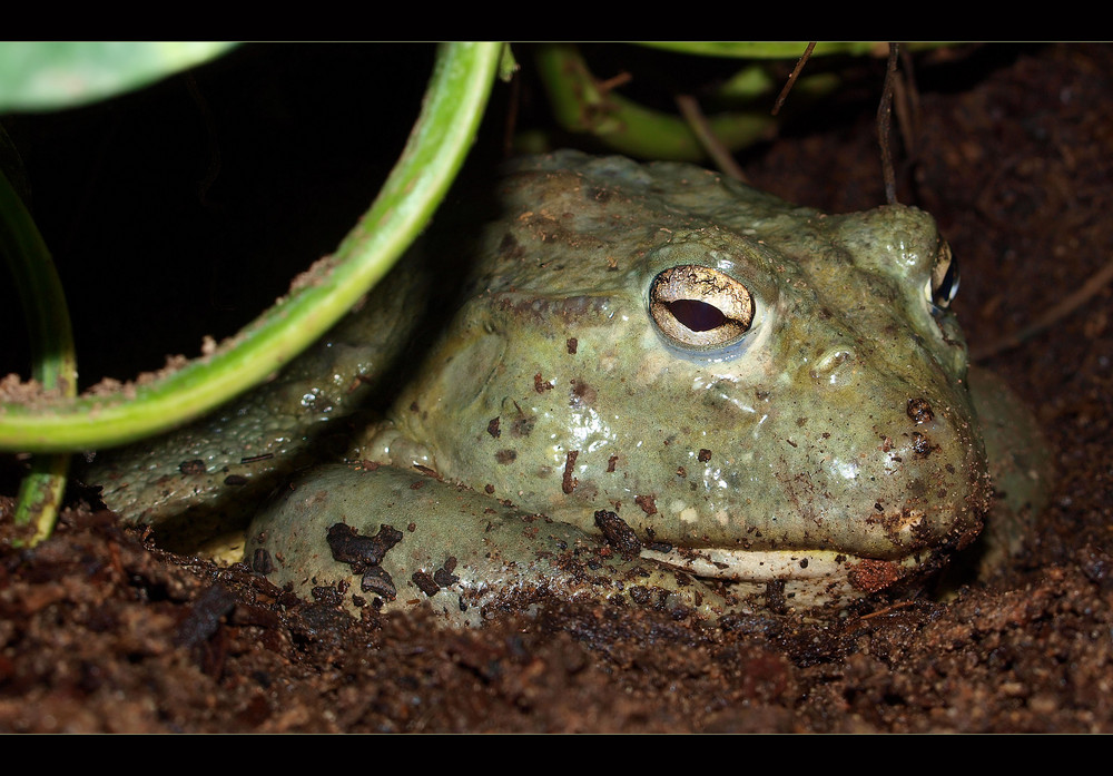 Riesen Frosch....Grabfrosch....