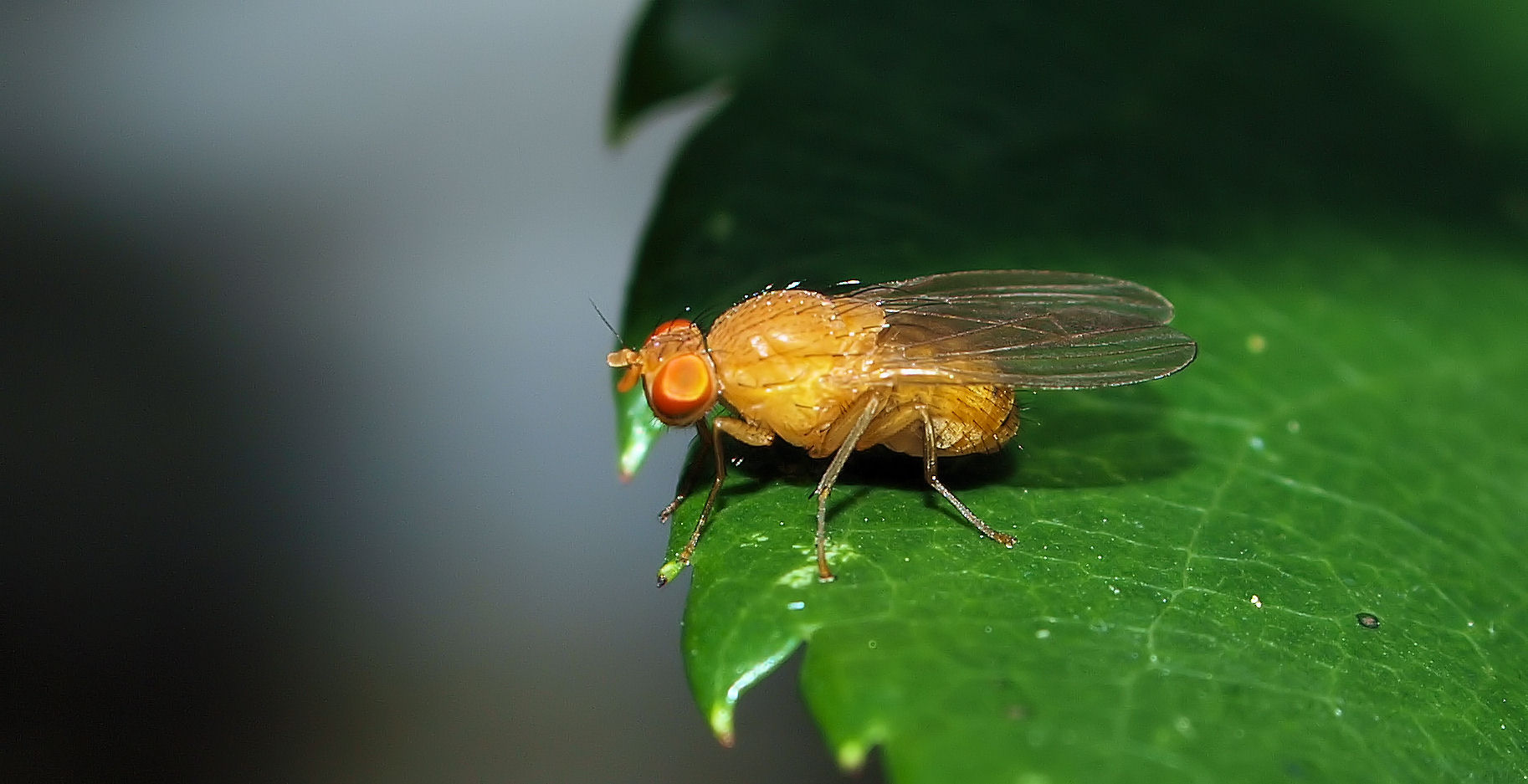 Riesen Fliegen Riesen Fliegen