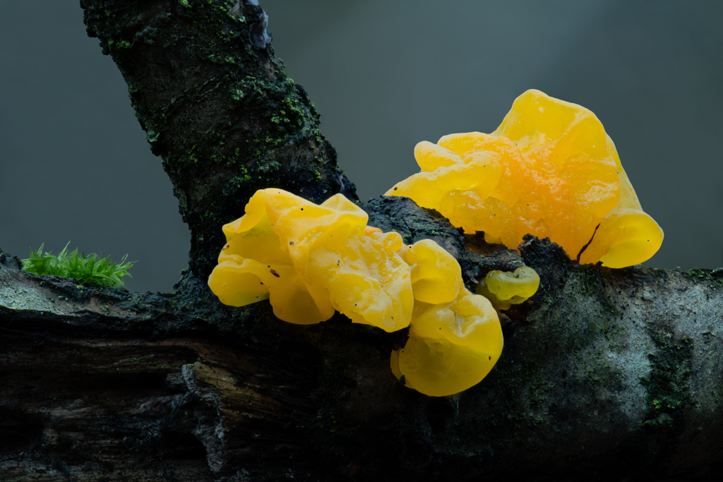 Riesen-Gallertträne (Dacrymyces chrysospermus) ?