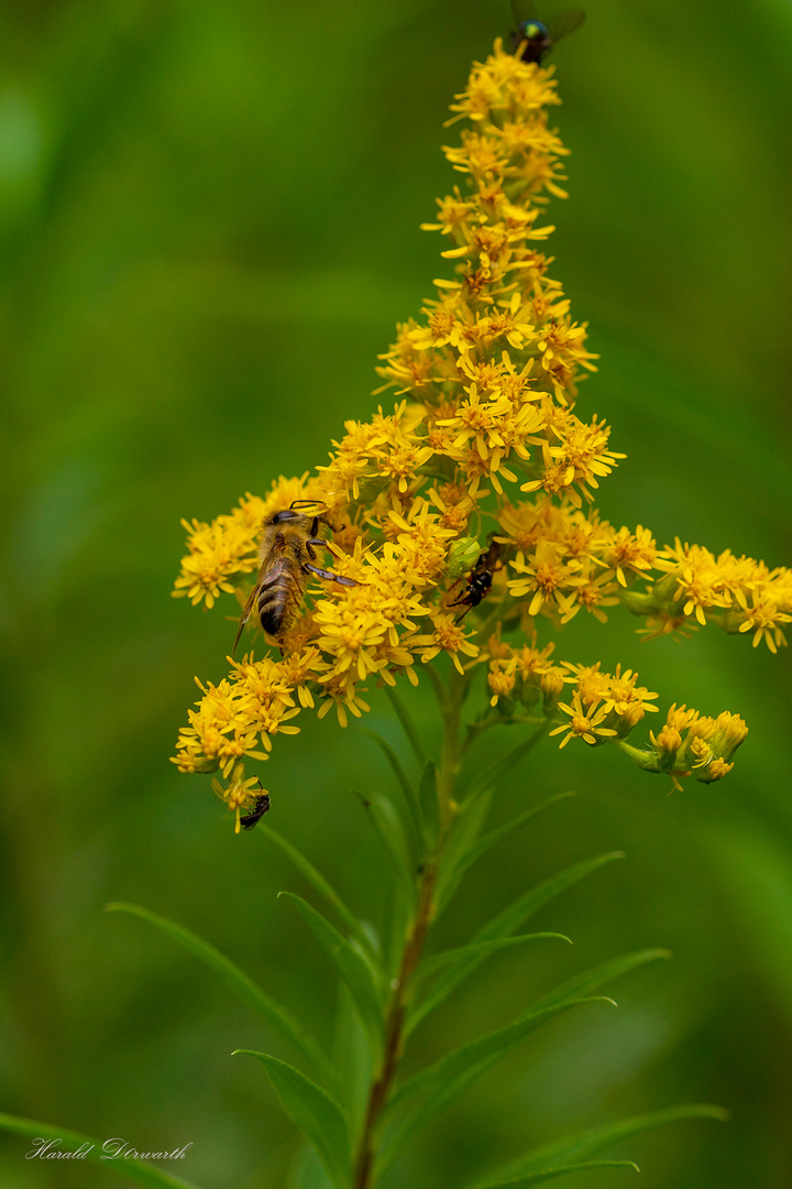 Riesen Goldrute (Solidago gigantea)