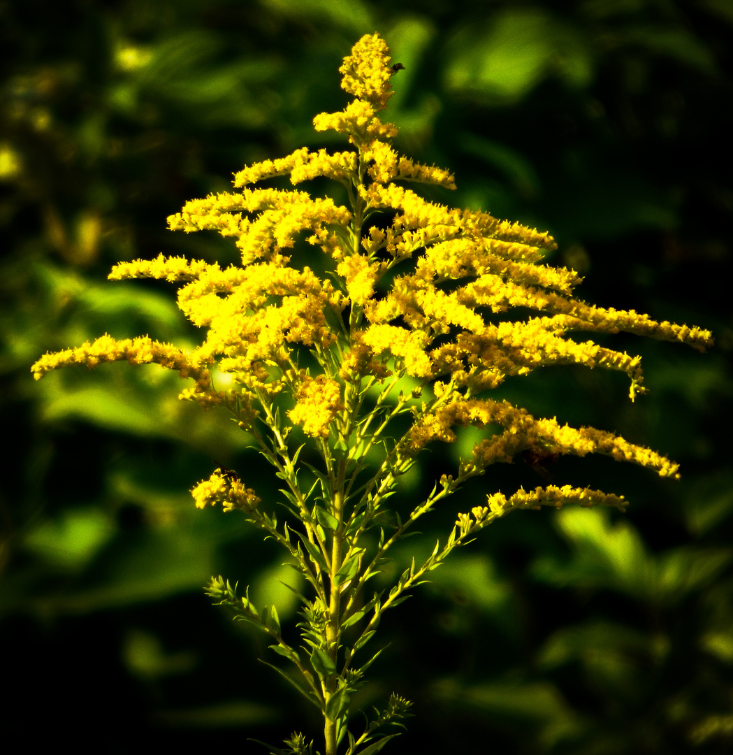 Riesen-Goldrute (Solidago gigantea)