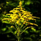 Riesen-Goldrute (Solidago gigantea)