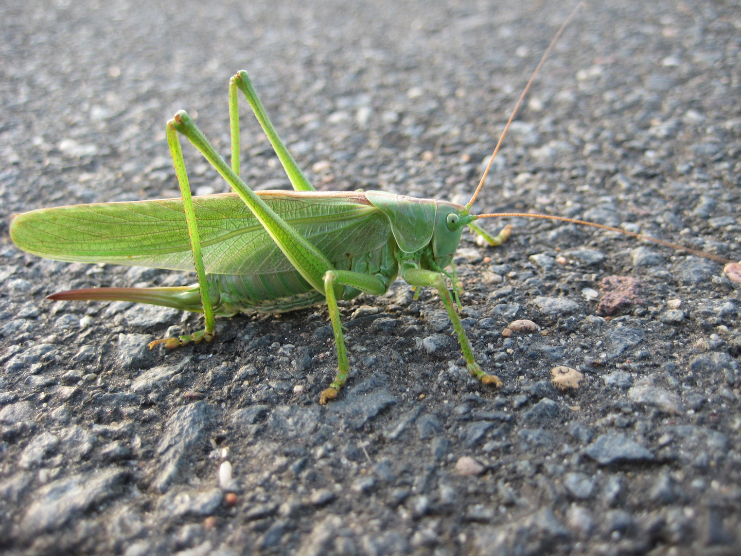 Riesen Heuschrecke