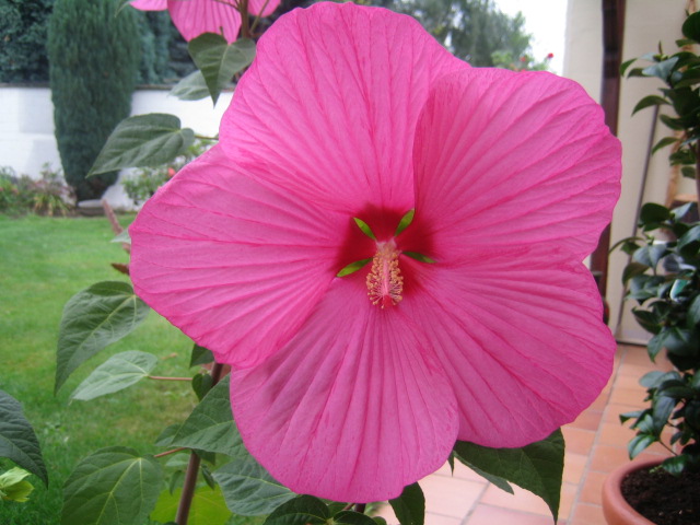 Riesen Hibiskus