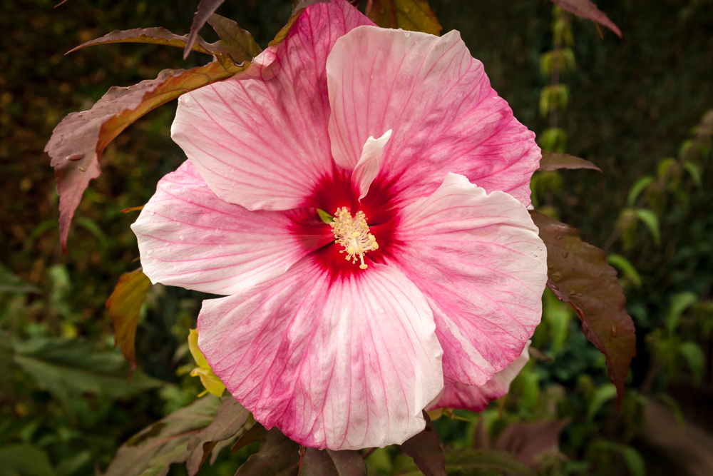 Riesen-Hibiskus