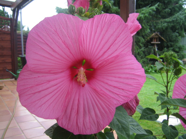 Riesen-Hibiskus