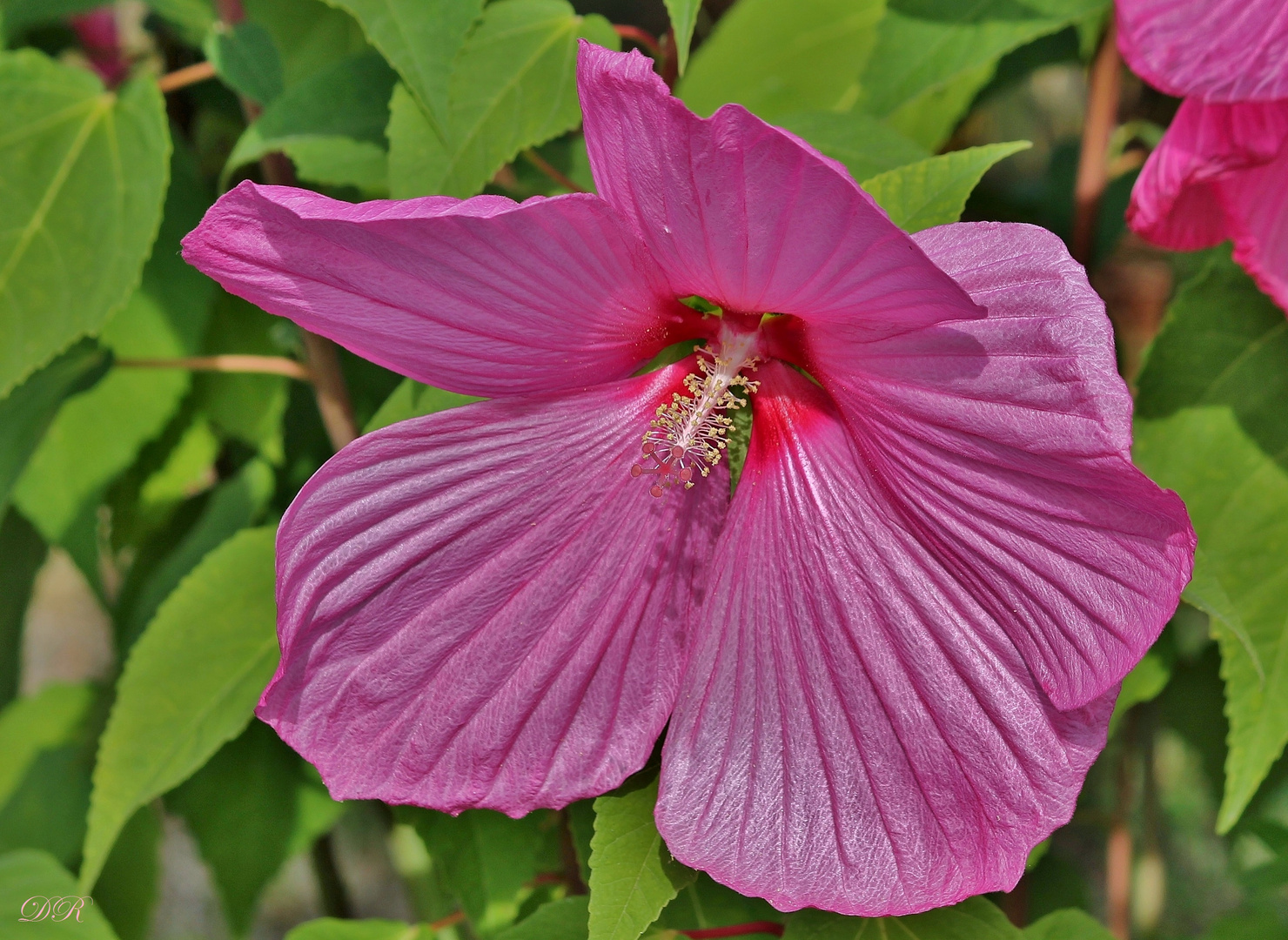 RiesenHibiskus Foto & Bild fotos, natur, pflanzen Bilder auf