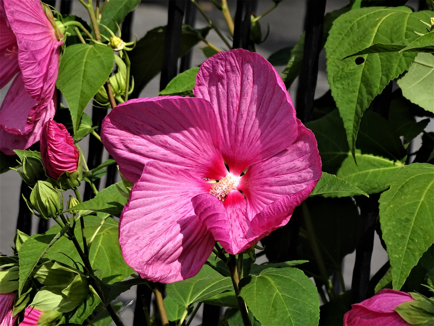 Riesen-Hibiskus