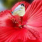 Riesen-Hibiskus (Hibiscus moscheutos) mit Rapsweißling und Bienchen