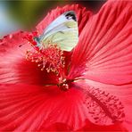 Riesen-Hibiskus (Hibiscus moscheutos) mit Rapsweißling und Bienchen