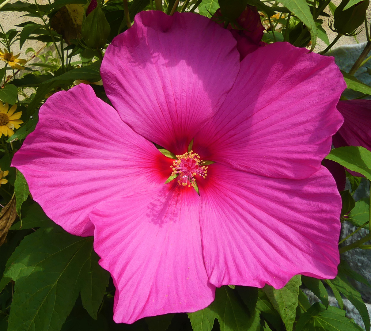 Riesen Hibiskusblüte