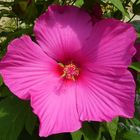 Riesen Hibiskusblüte