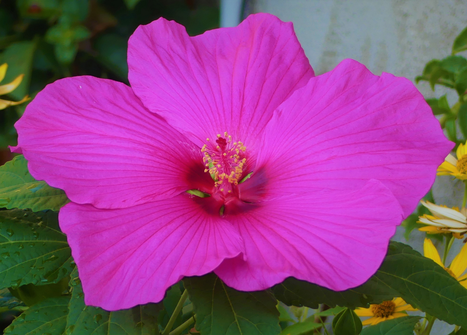 Riesen Hibiskusblüte 2