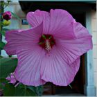 Riesen Hibiskusblüte