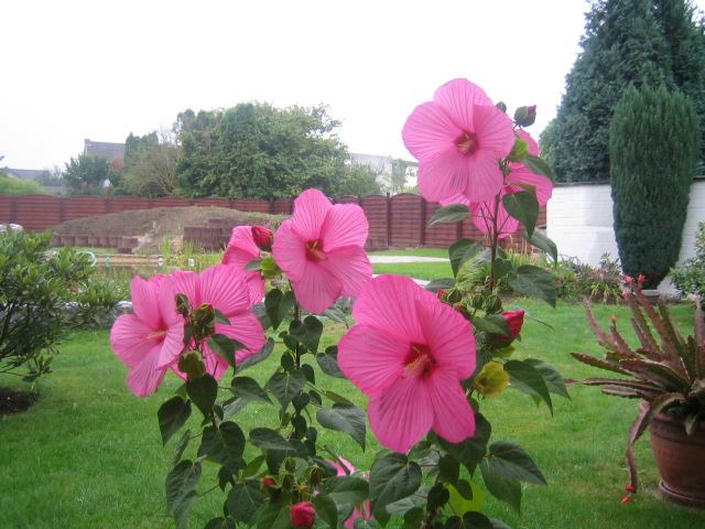 Riesen Hibiskusblüten bis 30cm