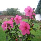 Riesen Hibiskusblüten bis 30cm