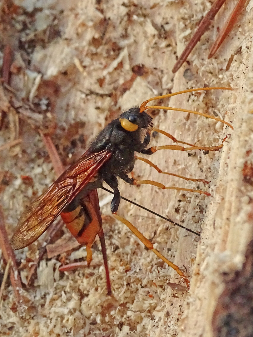 Riesen Holzwespe