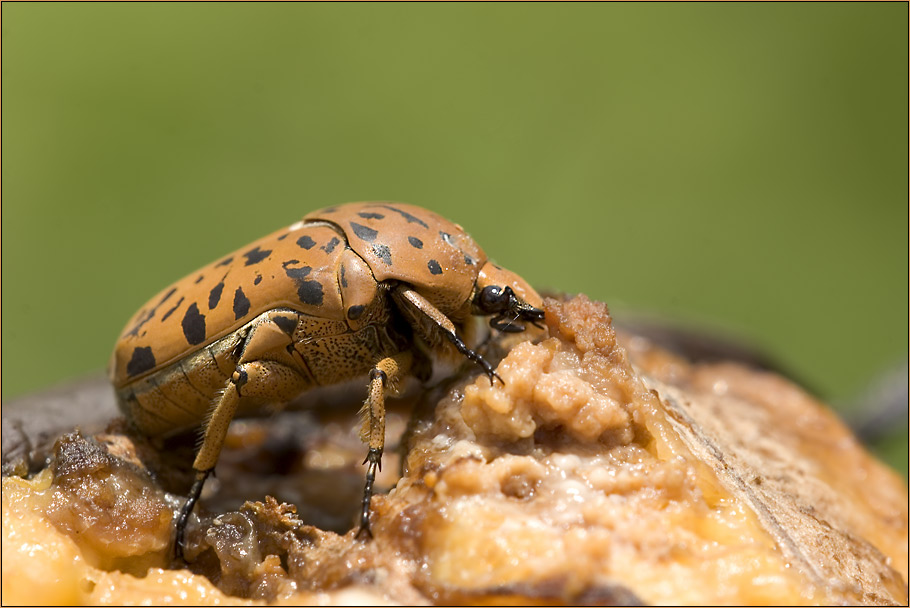 riesen Käfer