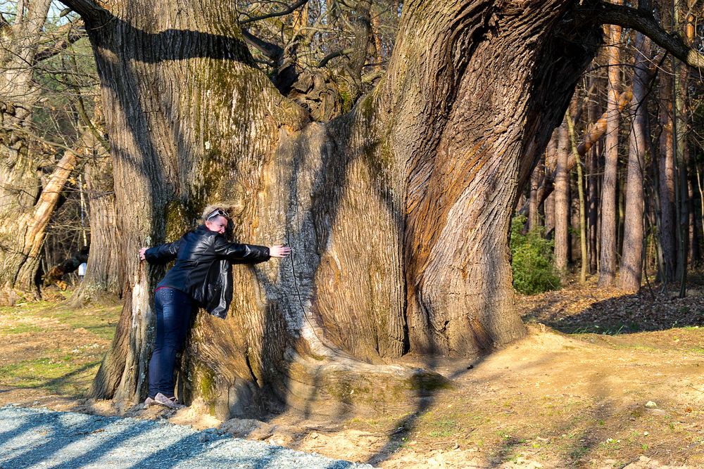 Riesen Kastanienbaum