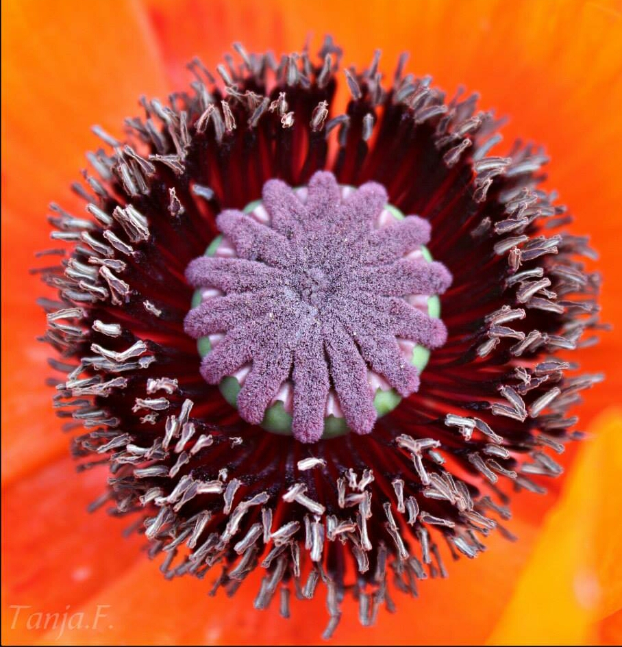 Riesen Klatschmohn