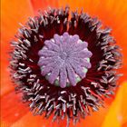 Riesen Klatschmohn