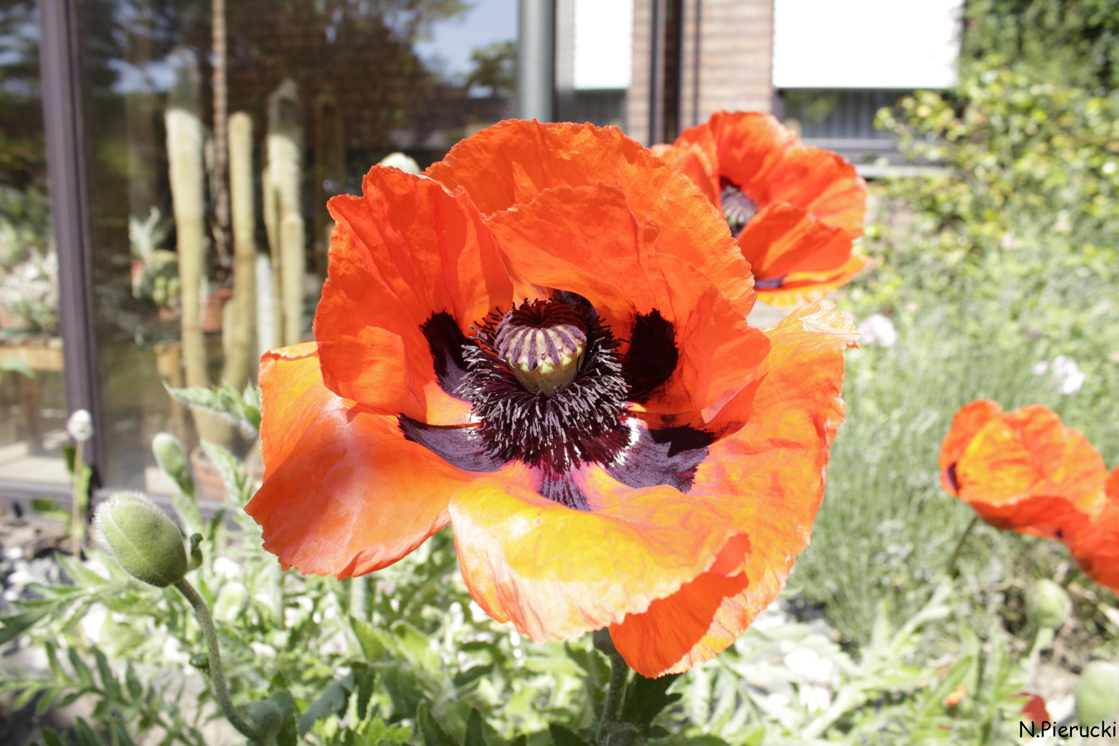 Riesen Klatschmohn