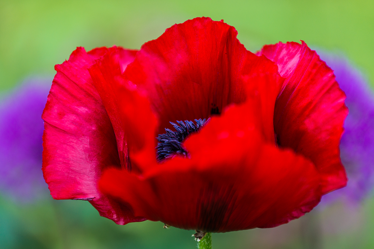 Riesen-Klatschmohn