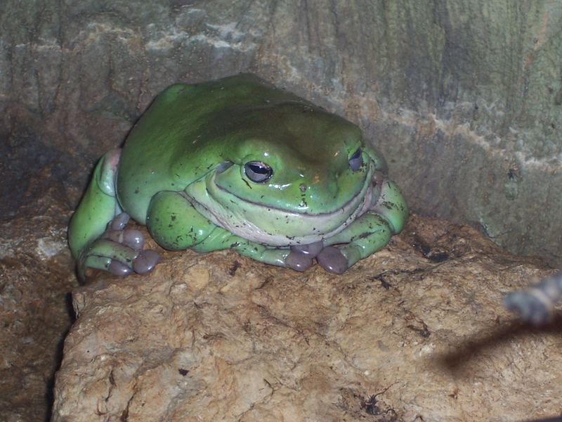 Riesen Korallenfingerlaubfrosch