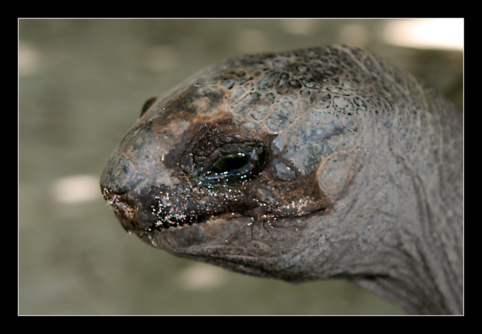 Riesen-Landschildkröte