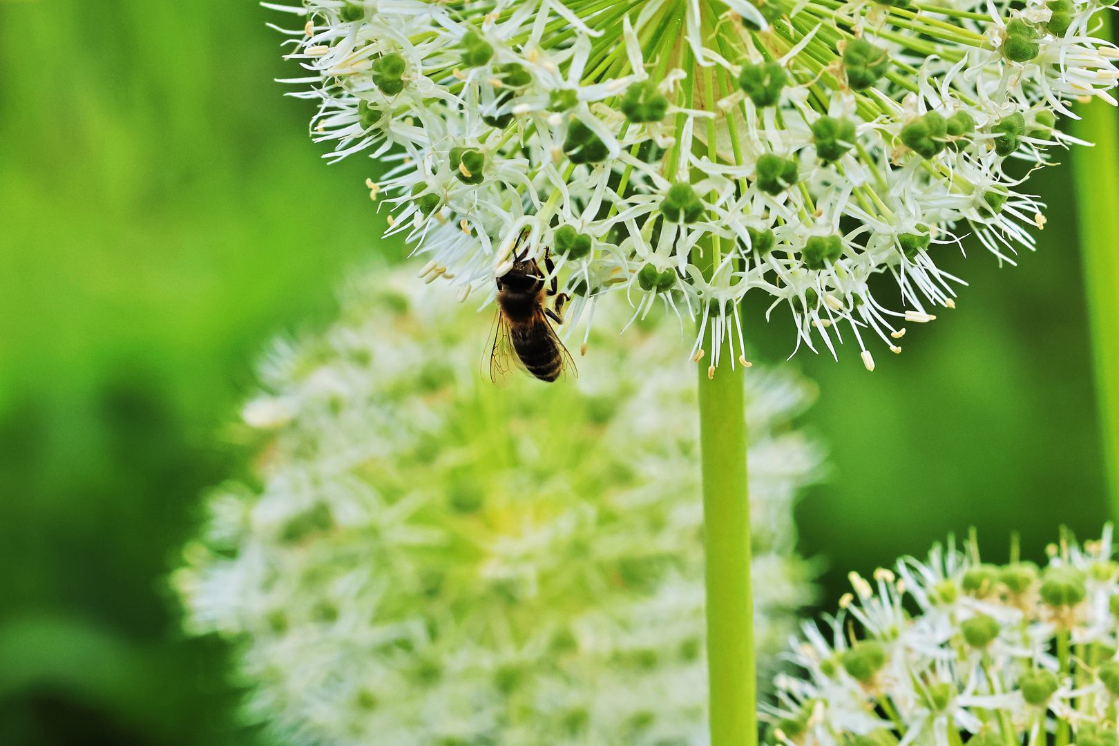 Riesen-Lauch, eine echte Bienenweide