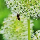 Riesen-Lauch, eine echte Bienenweide