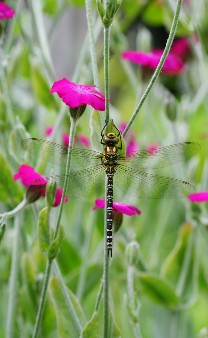 Riesen Libelle :)