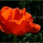 Riesen-Mohn