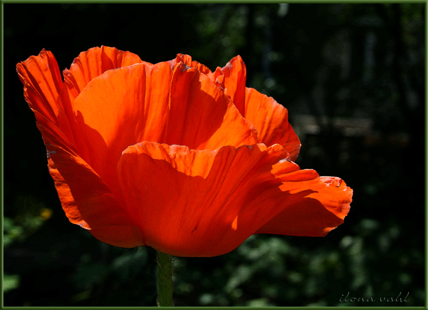 Riesen-Mohn