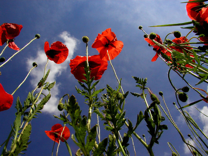 (Riesen-)Mohn