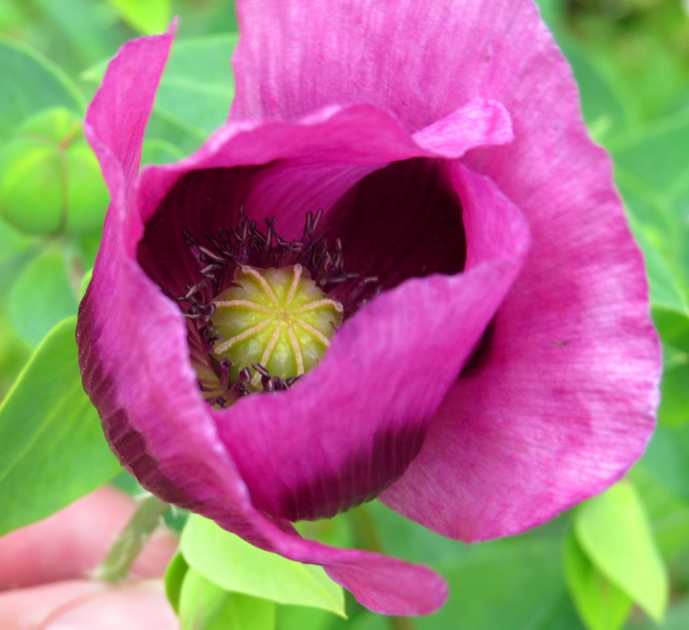  Riesen Mohn