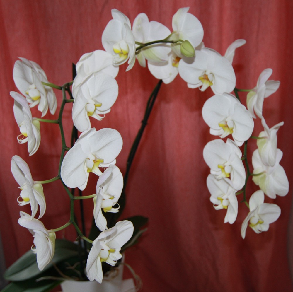 Riesen Orchidee
