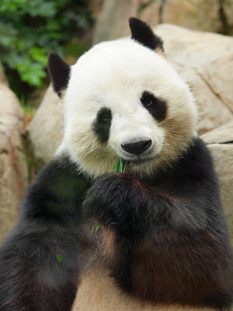 Riesen Panda