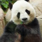 Riesen Panda