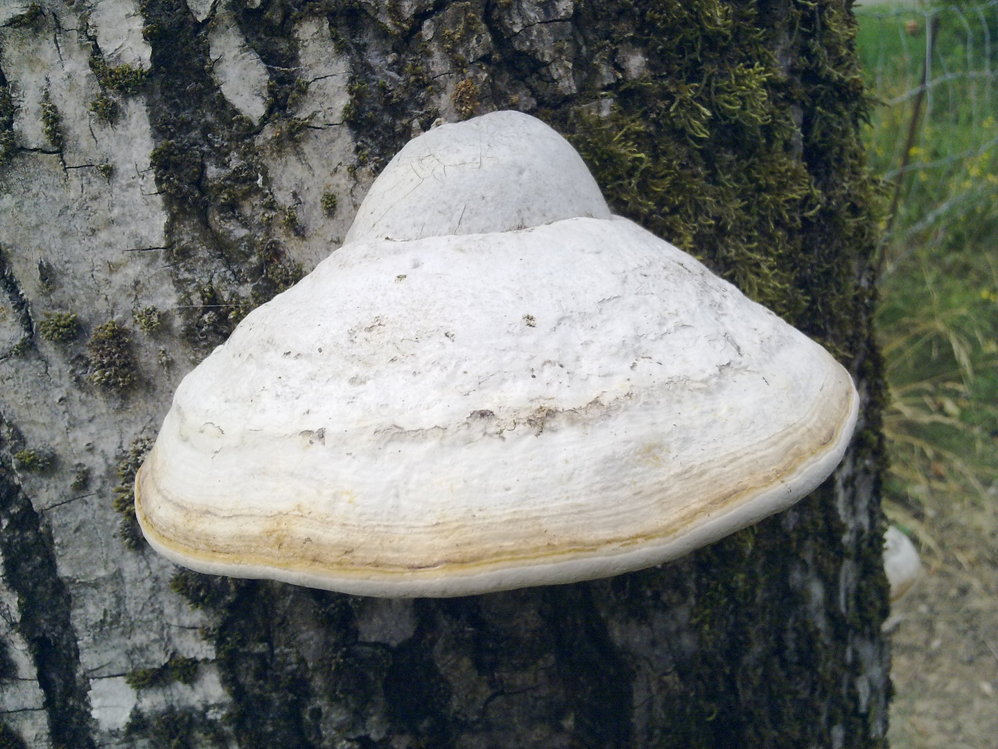 Riesen Pilz auf einem Toten Baumstamm